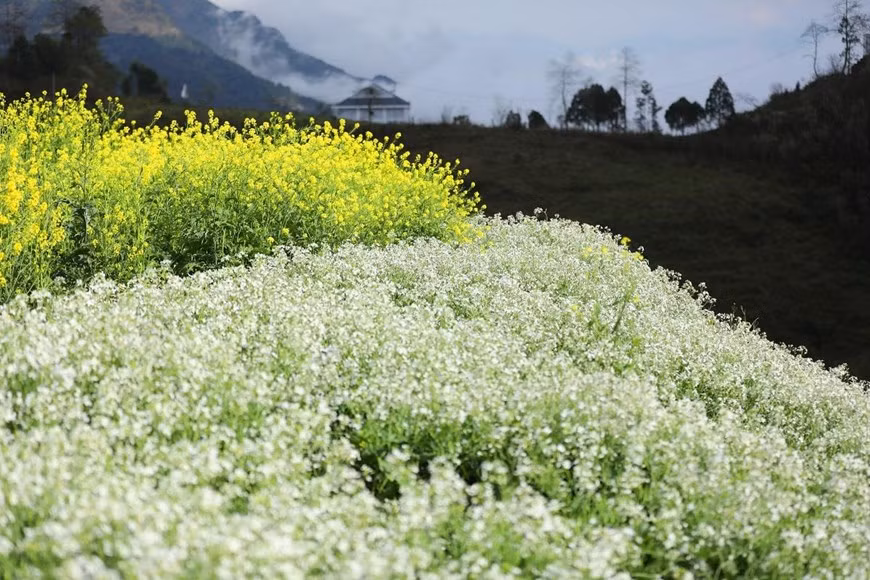  Không chỉ thỏa sức chiêm ngưỡng vườn đào lớn nhất Sa Pa này, du khách đến Sun World Fansipan Legend những ngày này còn no con mắt ngắm những triền hoa cải mèo đẹp như mơ hay lạc bước giữa cánh đồng cải trắng mênh mông, trải dài ngút tầm mắt. (Ảnh: CTV)