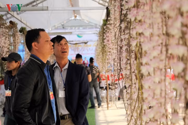 Mùa hoa lan rừng ở Lai Châu nở rộ từ tháng 2 đến tháng 4 hàng năm, với hàng trăm loài lan quý hiếm