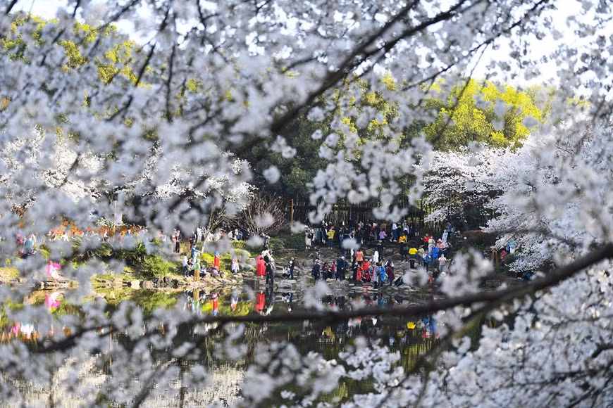 Du khách chiêm ngưỡng hoa anh đào nở rộ tại tỉnh Hồ Nam