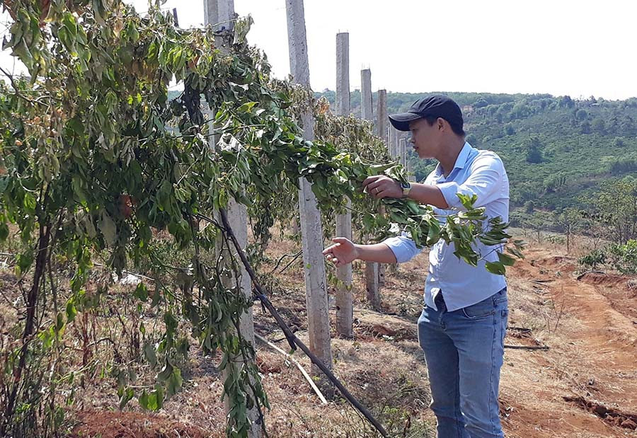  Vườn chanh dây của anh Vũ hiện đã khô héo vì bị cắt gốc. Ảnh: Văn Ngọc