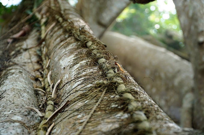  Bạn dễ dàng phát hiện nhiều cây dây leo đang bám trên thân đa. Ước tính, cần có khoảng 15 người nắm tay mới ôm trọn cây khổng lồ này.