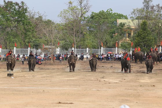 Voi thi chạy đua Voi thi chạy đua