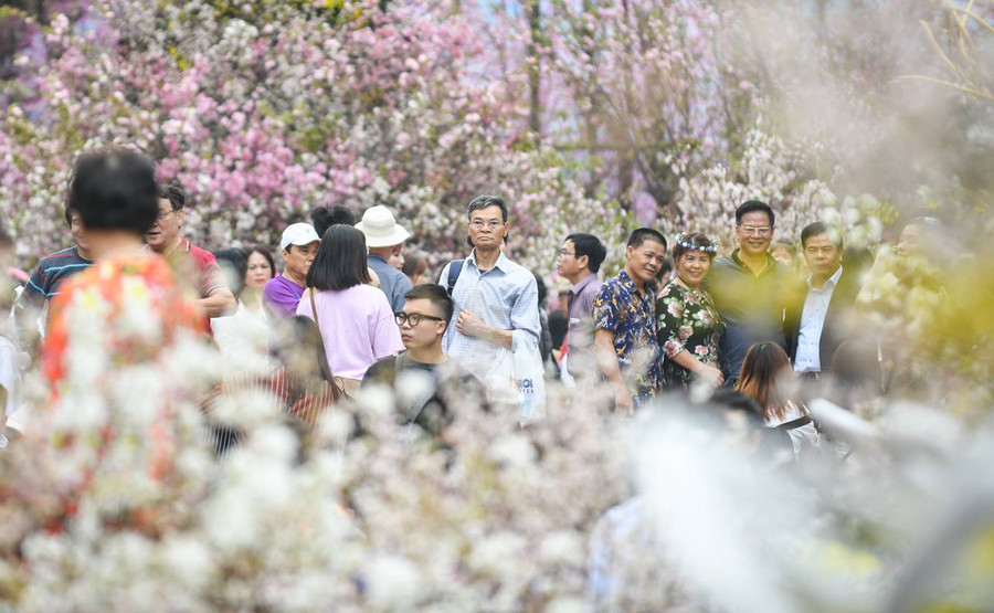  Sáng 30/3, hàng nghìn người dân thủ đô và du khách tìm đến vườn hoa Lý Thái Tổ (Hoàn Kiếm, Hà Nội) để tham dự lễ hội hoa anh đào Nhật Bản - Hà Nội 2019. Đây là sự kiện thường niên được tổ chức với mục đích giới thiệu, quảng bá hình ảnh đất nước Nhật Bản với điểm nhấn là các bông hoa anh đào, biểu tượng của xứ sở mặt trời mọc.