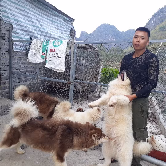 Đàn chó cảnh của Huy, con nào, con nấy cũng sạch sẽ, ai thấy cũng mê.