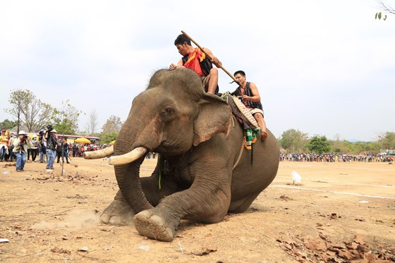 Một chú voi tham gia hội thi Một chú voi tham gia hội thi