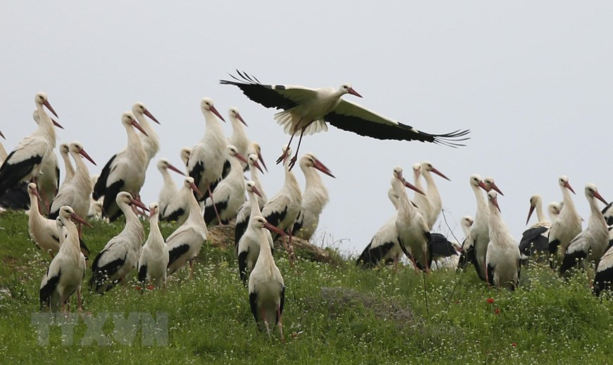  Con lớn có đôi chân dài màu đỏ và dài chỉ mỏ màu đỏ, chiều dài từ chóp mỏ đến cuối đuôi trung bình 100-115cm với một sải cánh dài 195-215cm.