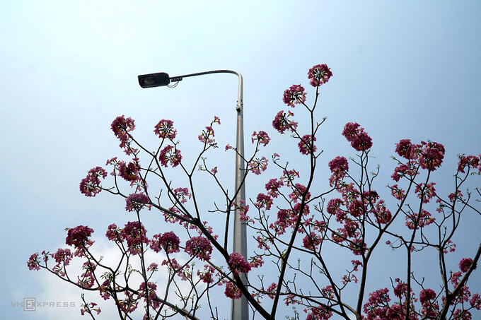 Cây có thân cao khoảng 10-15 m với tán hình dù. Thời điểm trổ bông, cây trơ lá, ít bóng mát.