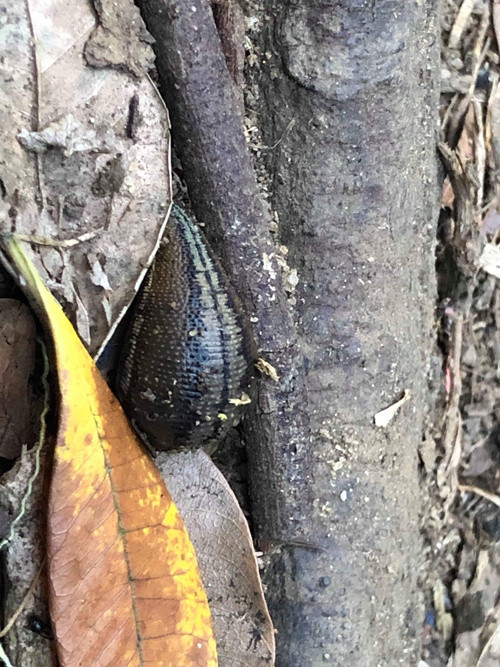 Tại những đoạn khu vực rừng đầm lầy, ẩm ướt, dù các thành viên đã trang bị quần áo kín mít, những con vắt len lỏi vẫn bám dính và hút máu no nê lúc nào không hay. Trong ảnh là con vắt no căng máu sau khi "chui" vào lều cắn một thành viên đoàn. Tại những đoạn khu vực rừng đầm lầy, ẩm ướt, dù các thành viên đã trang bị quần áo kín mít, những con vắt len lỏi vẫn bám dính và hút máu no nê lúc nào không hay. Trong ảnh là con vắt no căng máu sau khi