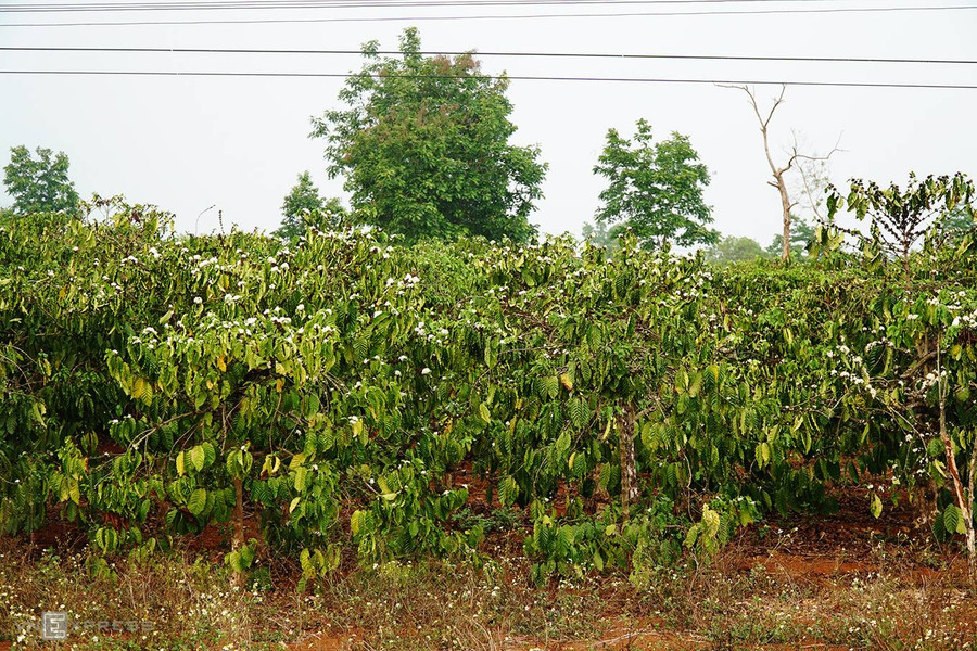 Mùa khô bắt đầu từ tháng 11 đến tháng 4 năm sau. Tuy nhiên, Pleiku và một số huyện lân cận đã có mưa đầu mùa. Để thuận tiện trong di chuyển, bạn có thể thuê xe máy với giá từ 200.000 đến 250.000 đồng/ chiếc/ ngày. Bạn đừng quên mang theo áo chống nắng và áo mưa để phòng những cơn mưa bất chợt.