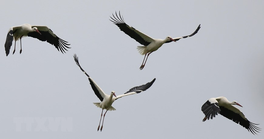 Hạc trắng là một loài chim lớn trong Chi Hạc thuộc họ Hạc. Bộ lông của nó chủ yếu là màu trắng, với màu đen trên đôi cánh của nó.