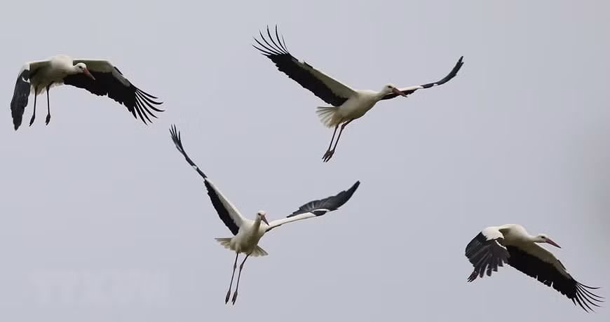 Hạc trắng là một loài chim lớn trong Chi Hạc thuộc họ Hạc. Bộ lông của nó chủ yếu là màu trắng, với màu đen trên đôi cánh của nó.