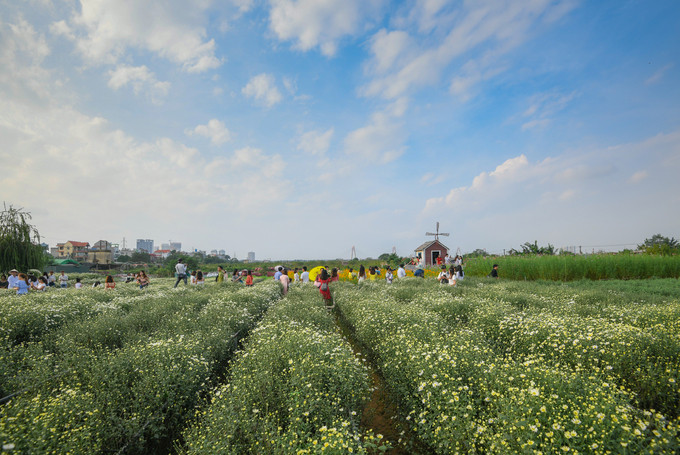 Đa phần cúc họa mi ở Hà Nội xuất phát từ Nhật Tân. Ngoài bán hoa, một số chủ hộ còn mở thêm dịch vụ chụp ảnh tại vườn với mức giá từ 30.000 tới 100.000 đồng một người tùy địa điểm. Những luống cúc họa mi đẹp nhất đều phục vụ mục đích chụp ảnh. Những bông cúc bán ở chợ thường được người dân Nhật Tân trồng xen kẽ giữa các vườn đào.