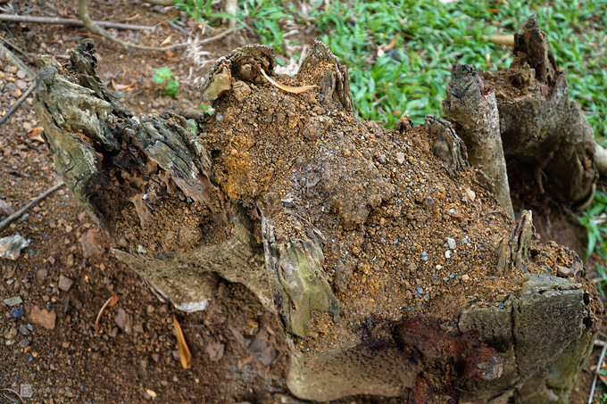  Thân chính đầu tiên (hiện không còn) từng nằm tại khu vực đền Gối Đại ngày nay. Thân thứ hai của cây chỉ còn là gỗ mục. Thân hiện tại bị mục một phần theo thời gian.