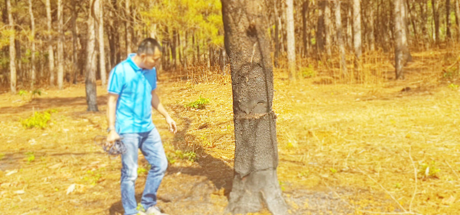 Nhiều cây thông đã bị kẻ xấu ken cây, bức tử. Ảnh: Trần Hiếu