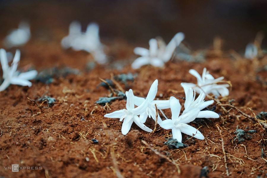 Trong nắng xuân, khi có gió mạnh đi qua, những bông hoa trắng khẽ rơi, nổi bật trên nền đất đỏ bazan.
