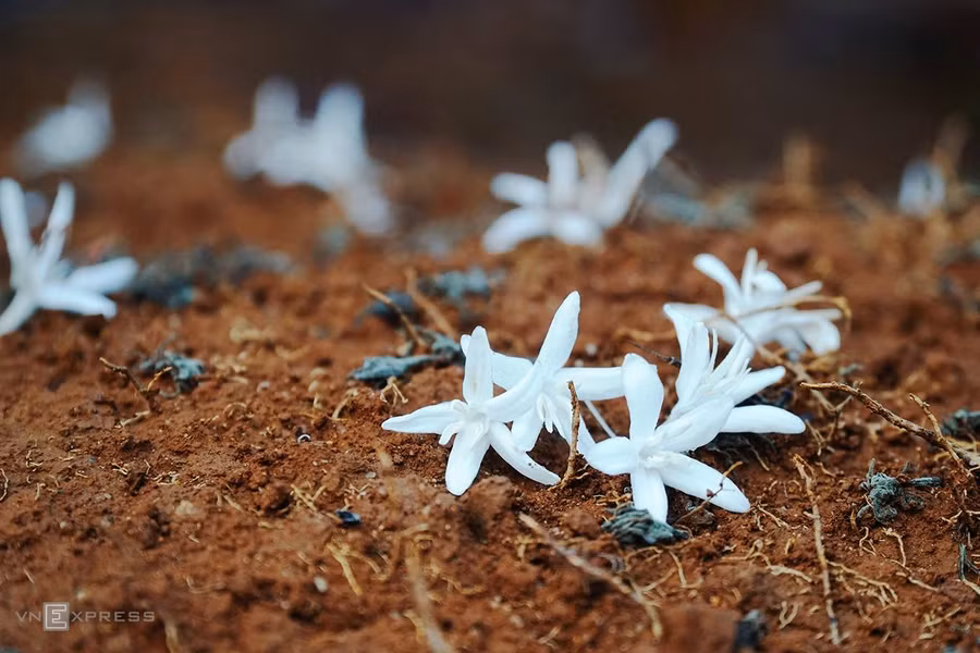 Trong nắng xuân, khi có gió mạnh đi qua, những bông hoa trắng khẽ rơi, nổi bật trên nền đất đỏ bazan.
