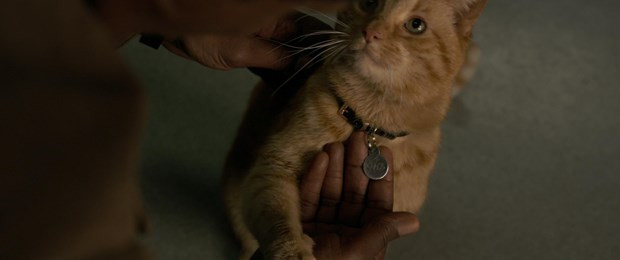 Nhân vật mèo chiếm sân khấu chính của Captain Marvel Nhân vật mèo chiếm sân khấu chính của Captain Marvel