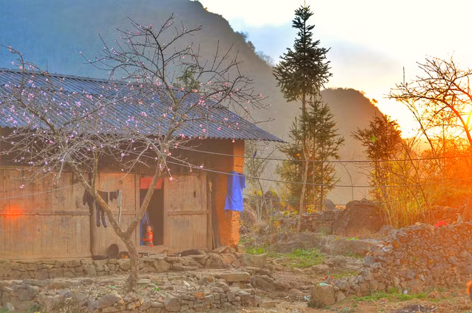 Mùa xuân là thời điểm đẹp nhất của Lao Xa, trở thành nguồn cảm hứng sáng tác cho nhiều người đam mê nhiếp ảnh. Toàn bộ thôn bản ngập tràn sức xuân khi đồng loạt hoa mận, đào, cải cùng đua nhau khoe sắc.