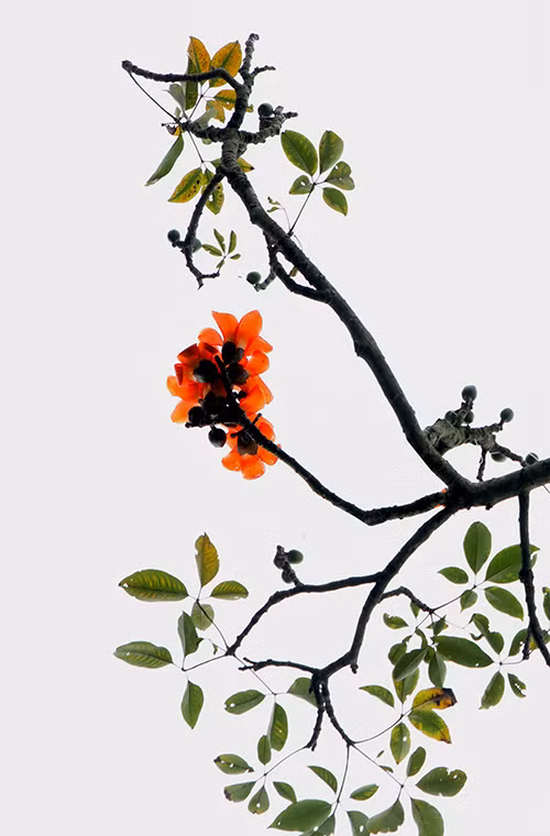 Những bông hoa gạo nở trên cành khẳng khiu, cao vút dọc trên các cung đường, bờ sông hoặc thấp thoáng phía sau mái nhà mang tới cảnh đẹp cho vùng cao yên bình.