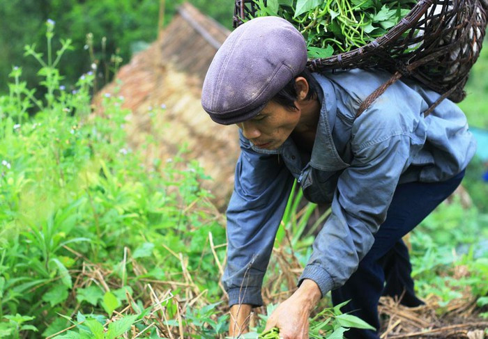Chỉ trong vòng vài giờ lọ mọ trên rẫy, anh Lang đã hái được rất nhiều rau củ rừng - Ảnh: Trác Rin