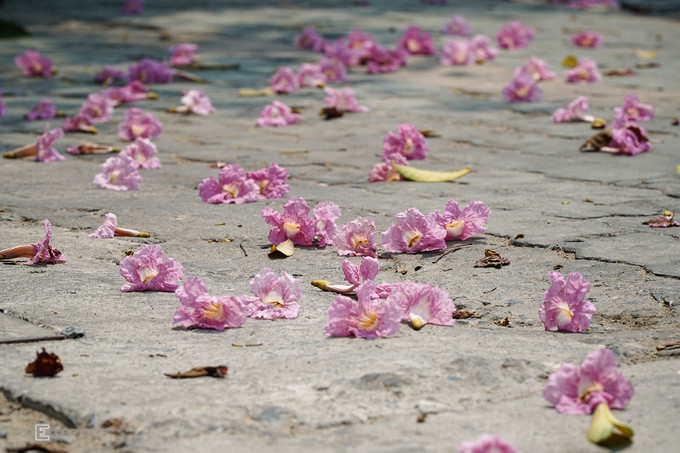  Sau khi nở rộ khoảng một tuần, hoa dễ rụng do gió hoặc mưa lay cành nên muốn tham quan hay chụp ảnh, bạn nên tranh thủ. Thời điểm lý tưởng nhất để chụp ảnh là sáng sớm hoặc chiều muộn.