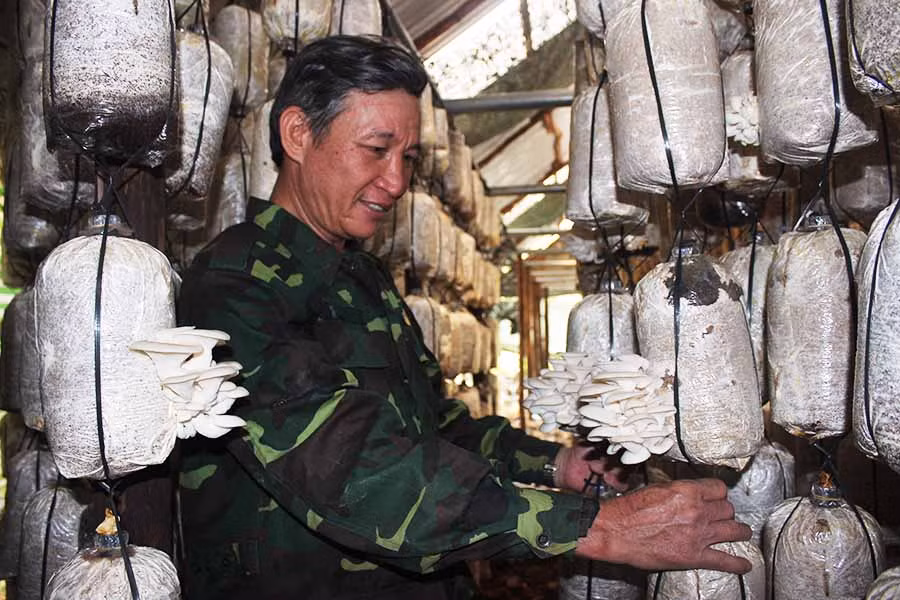  Ông Hiệp kiểm tra trại nấm của gia đình. Ảnh: V.T