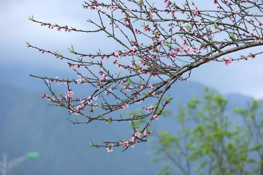 Chị Nguyễn Gia Linh - du khách đến từ Hà Nội - cho biết: 'Đi dưới con đường hoa đào trên lối vào khu du lịch này, tôi lại nhớ những ngày đi Nhật Bản ngắm anh đào. Fansipan chẳng mấy nữa cũng sẽ rực rỡ như các xứ anh đào đó.' ( Ảnh: CTV)