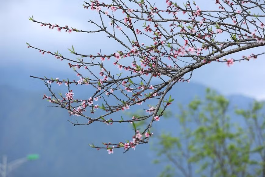 Chị Nguyễn Gia Linh - du khách đến từ Hà Nội - cho biết: 'Đi dưới con đường hoa đào trên lối vào khu du lịch này, tôi lại nhớ những ngày đi Nhật Bản ngắm anh đào. Fansipan chẳng mấy nữa cũng sẽ rực rỡ như các xứ anh đào đó.' ( Ảnh: CTV)