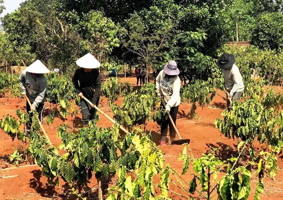  Các thành viên trong tổ đổi công thuộc đoàn xã Đak Sơ Mei làm cỏ cà phê giúp gia đình chị Mứi (làng Đê Gôh). Ảnh: T.D