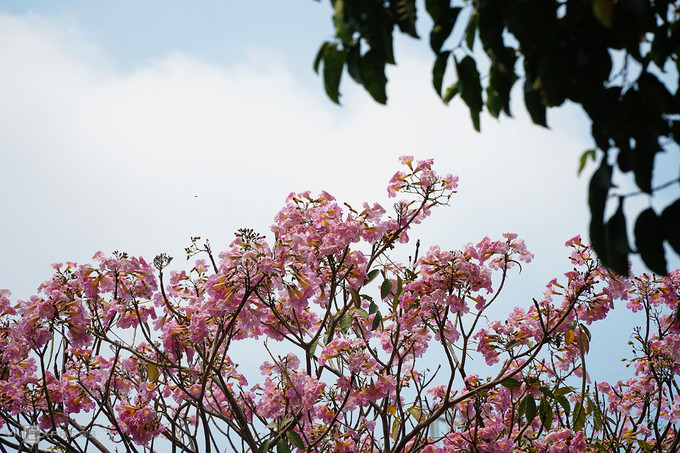  Hoa kèn hồng có xuất xứ châu Mỹ, là loài cây ưa sáng, thân gỗ, tán cho bóng mát, sống tốt trên đất khô, thoát nước tốt. Nhờ đặc tính này mà hoa có thể thích ứng với tiết trời nắng nóng của Sài Gòn gần đây.