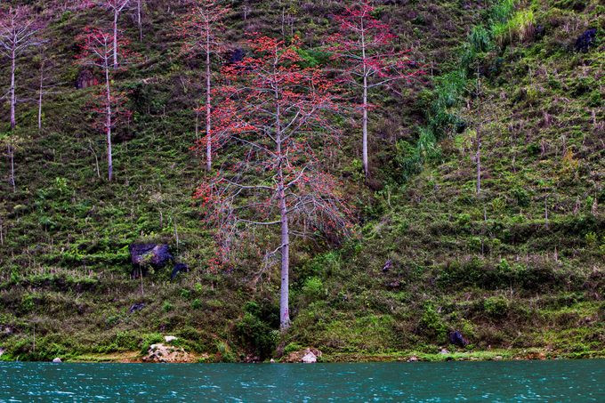  “Du khách chắc chắn cảm nhận được sự thú vị khi thuyền lênh đênh trên dòng nước xanh ngọc lục bảo, ngắm hẻm vực ẩn hiện trong mây trôi bồng bềnh và phóng tầm mắt nhìn sắc đỏ hoa gạo giữa muôn trùng núi non. Phong cảnh Hà Giang thật hùng vĩ và mơ màng”, anh Huy cho biết.