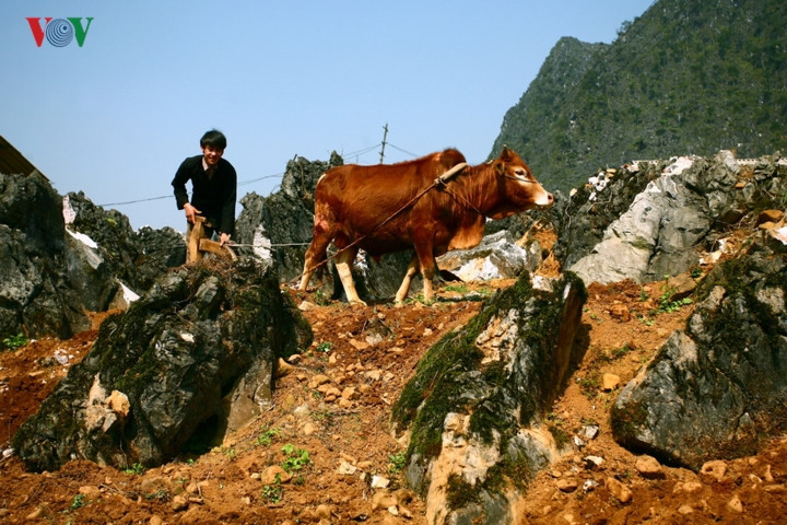 Cũng từ đây, cao nguyên đá Đồng Văn mang một cái tên dài và mỹ miều hơn: Công viên địa chất toàn cầu 'Cao nguyên đá Đồng Văn'.  Cũng từ đây, cao nguyên đá Đồng Văn mang một cái tên dài và mỹ miều hơn: Công viên địa chất toàn cầu 'Cao nguyên đá Đồng Văn'.
