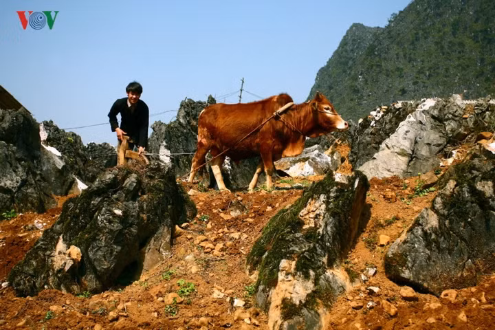  Cũng từ đây, cao nguyên đá Đồng Văn mang một cái tên dài và mỹ miều hơn: Công viên địa chất toàn cầu 'Cao nguyên đá Đồng Văn'.