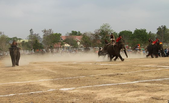 Cuộc đua giữa những chú voi nhà cực kỳ căng thẳng  Cuộc đua giữa những chú voi nhà cực kỳ căng thẳng