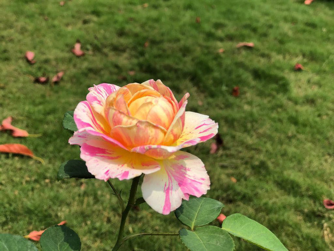  Khiến rất nhiều người thích thú