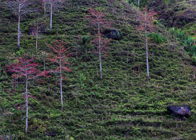 Nhìn từ xa, hoa gạo đỏ điểm xuyết sườn núi, ven thung lũng tựa như những đốm lửa thắp bừng sáng lưng trời, làm tâm hồn người lữ khách như lạc vào bức tranh tiên cảnh.