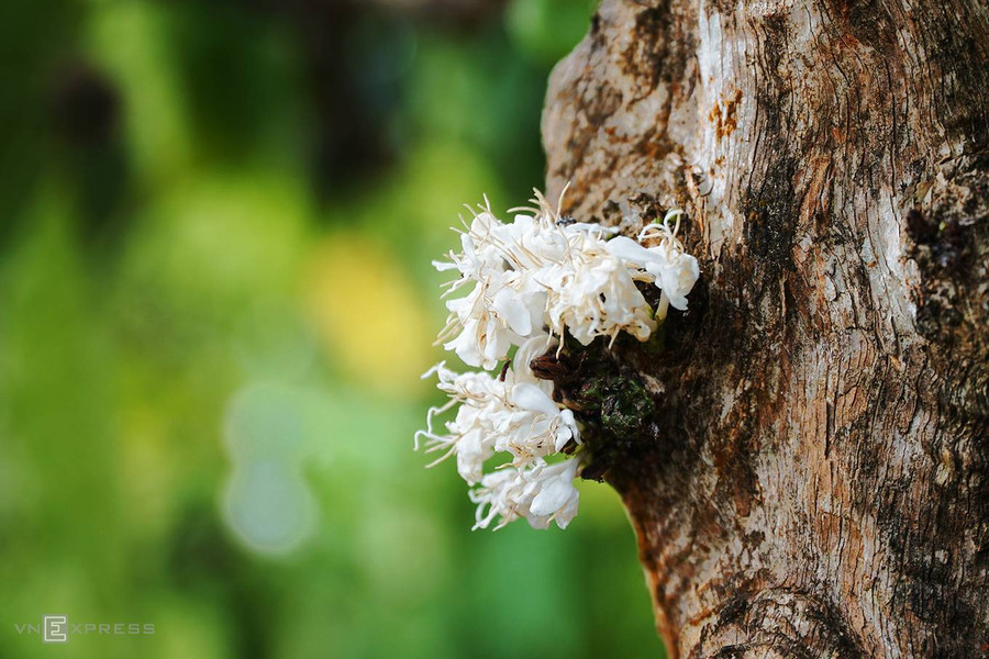  Hoa còn mọc trên thân những cây cà phê lớn.