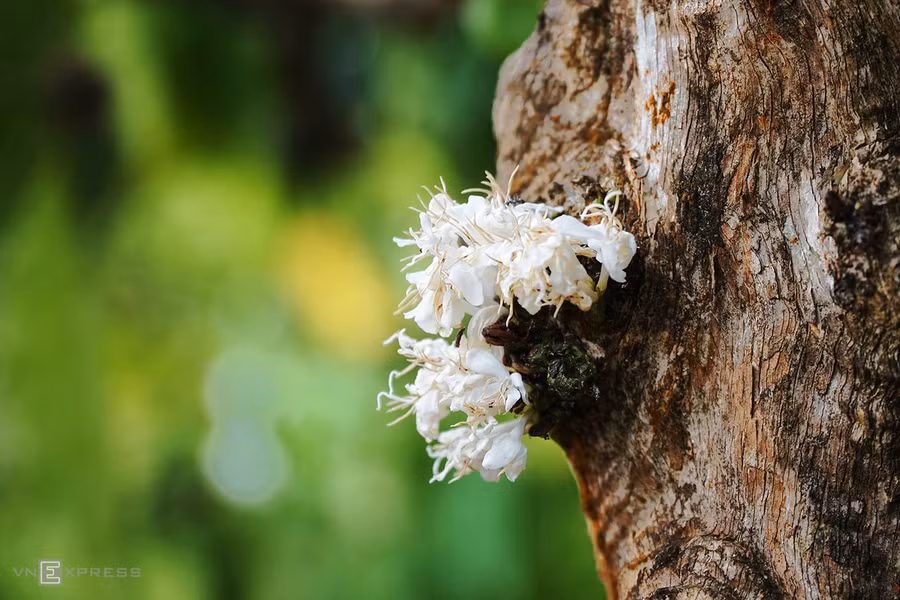  Hoa còn mọc trên thân những cây cà phê lớn.