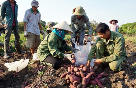Khoai lang đang rớt giá thảm hại.