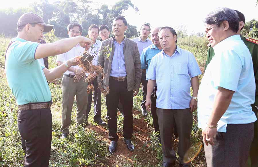 Bí thư Tỉnh uỷ Dương Văn Trang (bìa trái) cùng đoàn cán bộ tỉnh thăm một hợp tác xã trồng cây dược liệu ở huyện Kbang. Ảnh: Đăng Vũ