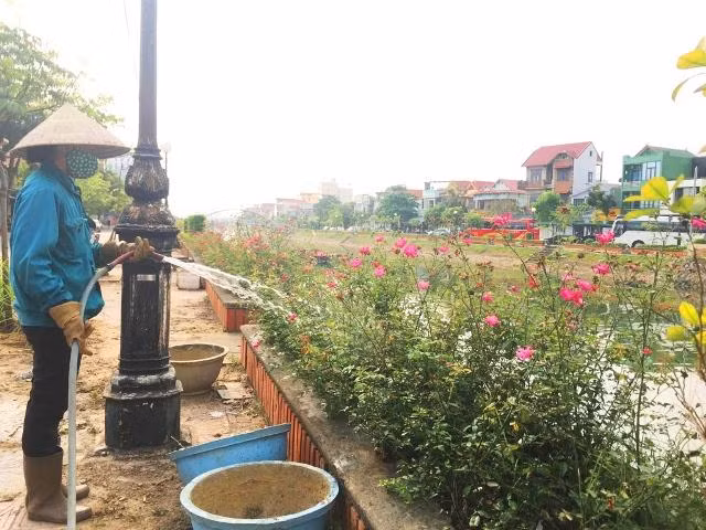 Mỗi ngày các công nhân ở Trung tâm công viên cây xanh Đồng Hới cần mẫn chăm sóc hoa hồng dọc các tuyến phố. Ảnh: AT