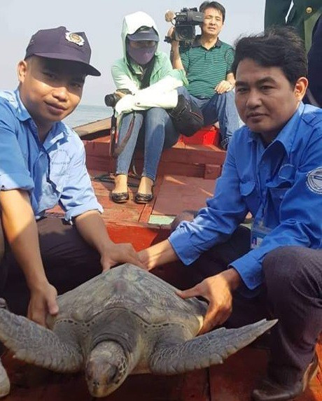 Cá thể rùa biển quý hiếm được thả về biển - Ảnh Tuấn Sơn Cá thể rùa biển quý hiếm được thả về biển - Ảnh Tuấn Sơn