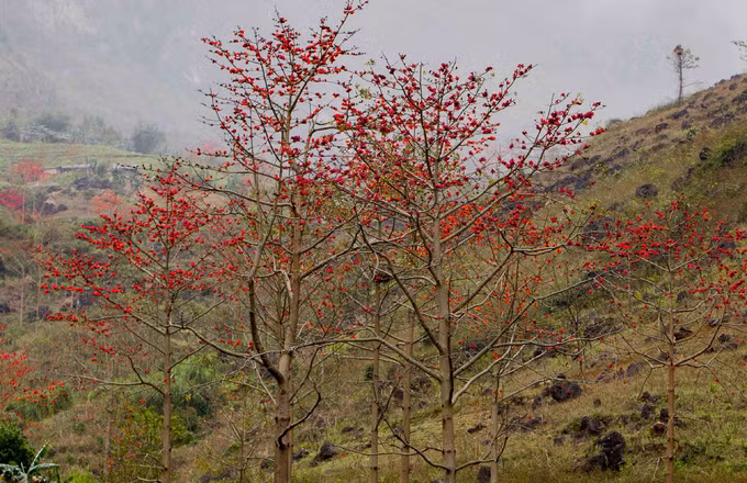 Cây hoa gạo thân cao và thẳng, các lá rụng vào mùa đông và trổ hoa năm cánh vào thời điểm xuân muộn trước khi ra lá non. Người dân tộc Mông ở Hà Giang thường nhặt hoa gạo để làm thức ăn cho gia súc.