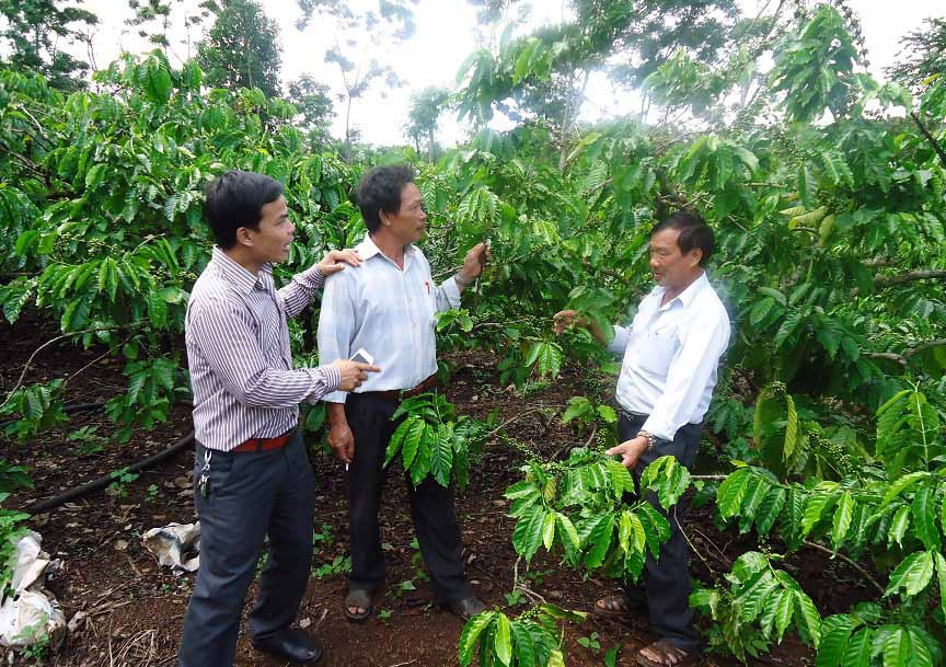 Cà phê là cây chủ lực của tỉnh Đắk Lắk.Ảnh: Bá Thăng