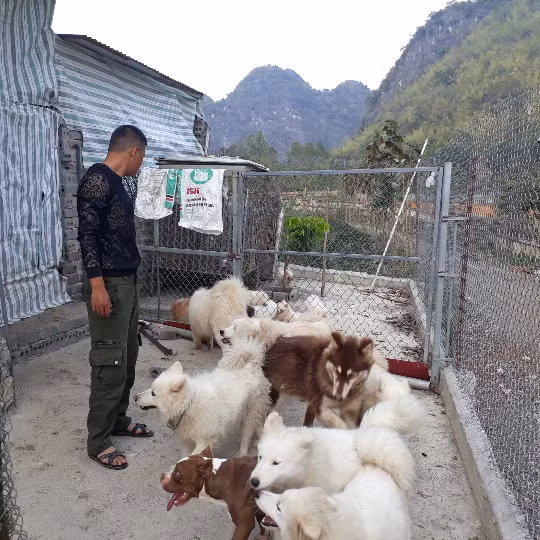  Chàng trai trẻ Lê Công Huy nuôi chó cảnh từ cuối năm 2014.