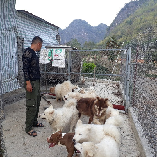 Chàng trai trẻ Lê Công Huy nuôi chó cảnh từ cuối năm 2014. Chàng trai trẻ Lê Công Huy nuôi chó cảnh từ cuối năm 2014.