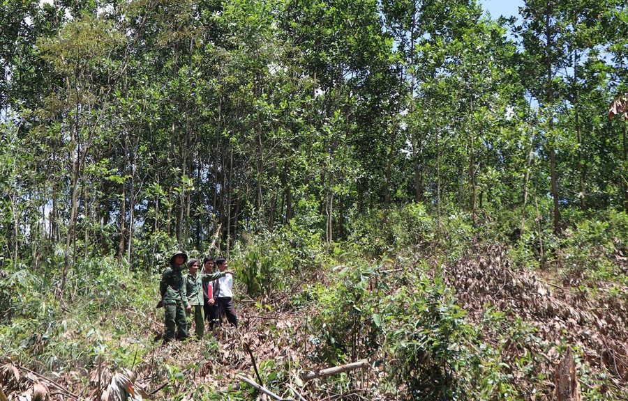 Rẫy của dân làng Tu Rét xã Đăk Nên huyện Kon Plông (Kon Tum) bị thu hồi và cấp cho dân làng Xô Luông, Vương sản xuất vẫn chưa nhận được tiền đền bù. (Ảnh: Cao Nguyên/TTXVN)
