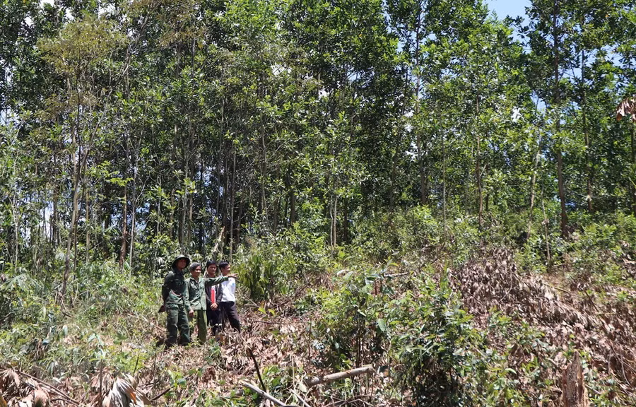  Rẫy của dân làng Tu Rét xã Đăk Nên huyện Kon Plông (Kon Tum) bị thu hồi và cấp cho dân làng Xô Luông, Vương sản xuất vẫn chưa nhận được tiền đền bù. (Ảnh: Cao Nguyên/TTXVN)