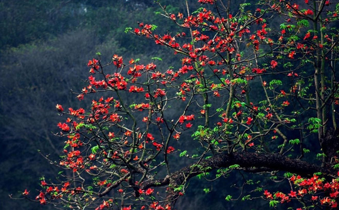 Từ miền xuôi đến miền ngược, ở đâu người ta cũng có thể thấy những cây gạo rực rỡ đón mùa xuân. Từ miền xuôi đến miền ngược, ở đâu người ta cũng có thể thấy những cây gạo rực rỡ đón mùa xuân.