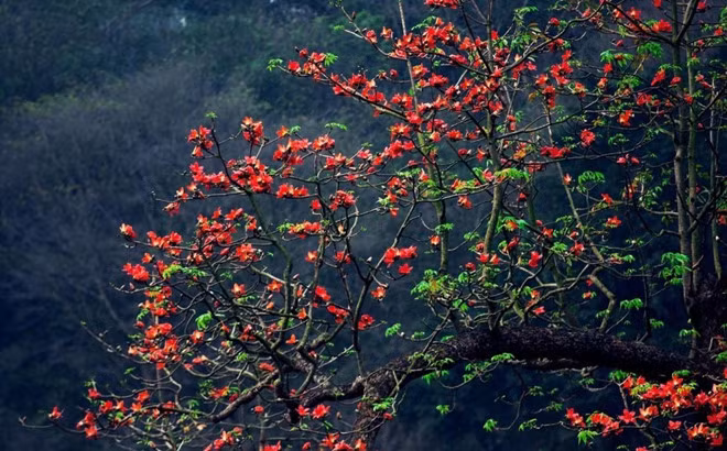  Từ miền xuôi đến miền ngược, ở đâu người ta cũng có thể thấy những cây gạo rực rỡ đón mùa xuân. 